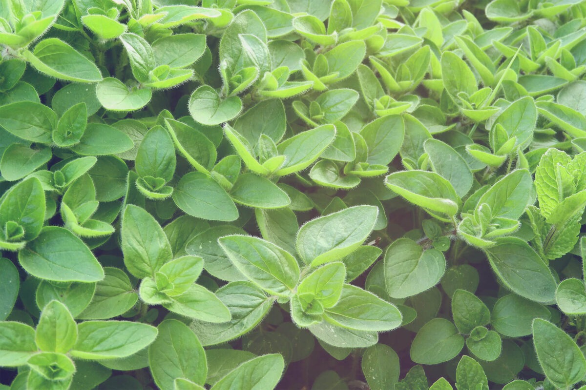 Bed with marjoram