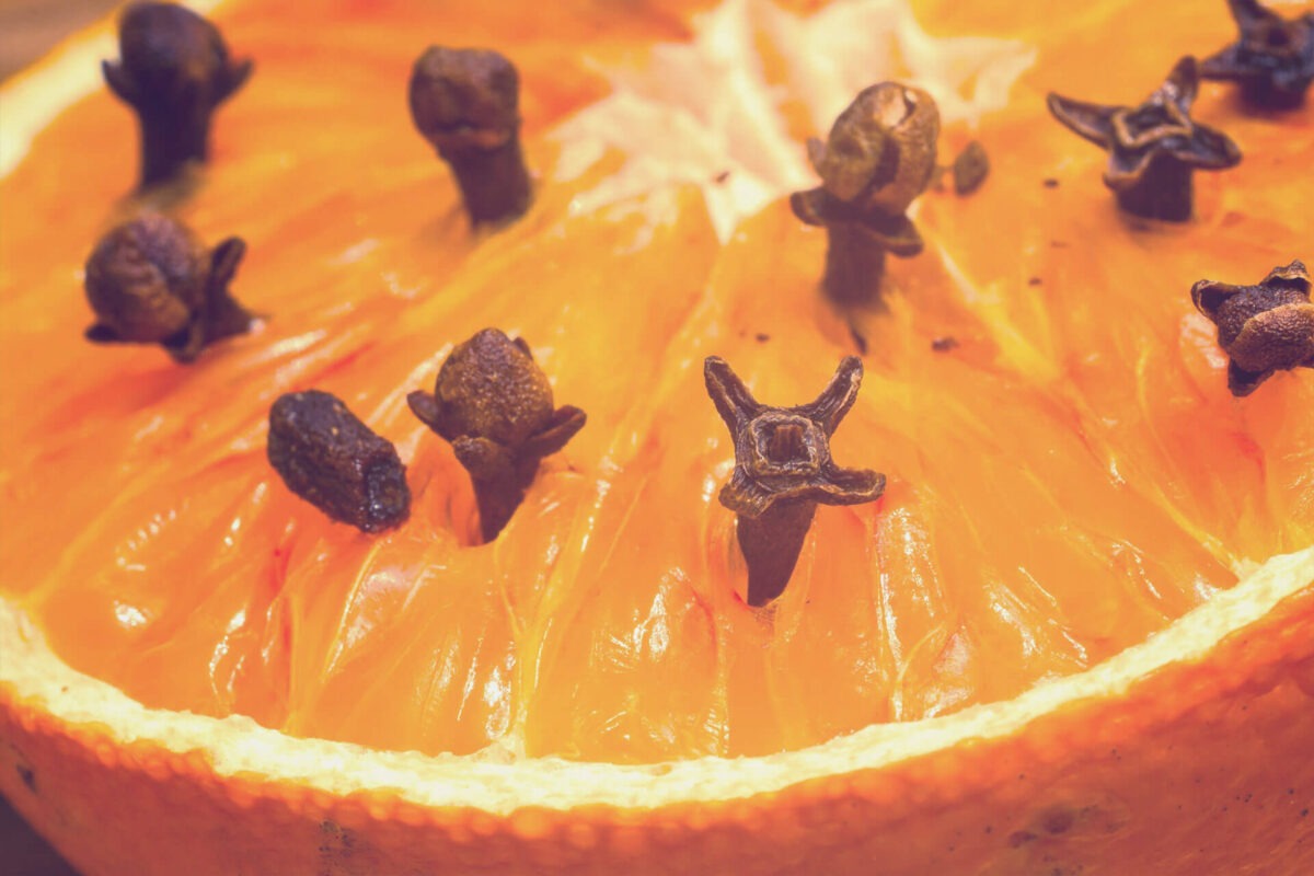 Orange studded with cinnamon cloves in close-ups