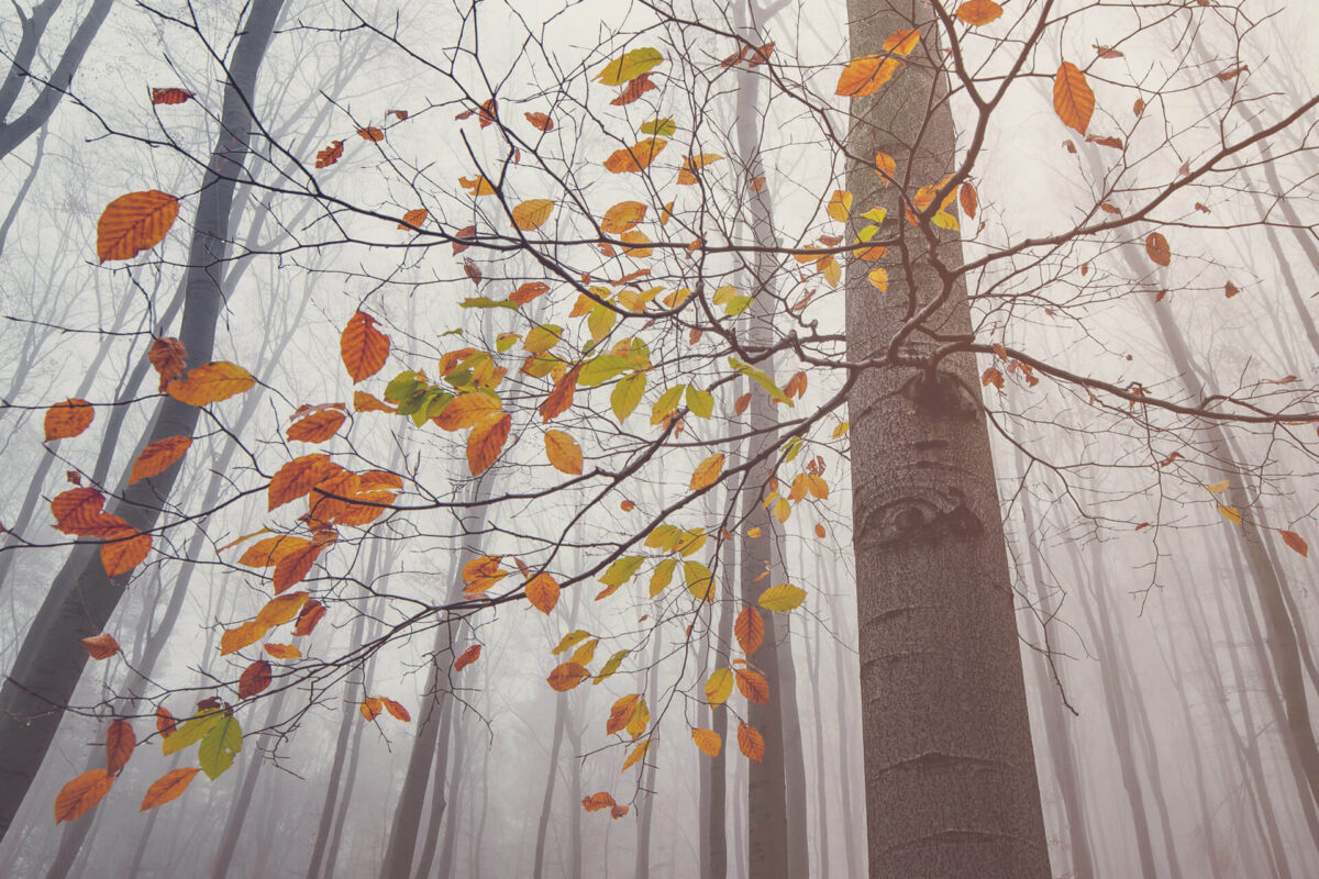 Laubwald im Spätherbst im Nebel. Nur mehr der Ast im Vordergrund hat viele bunte Blätter.