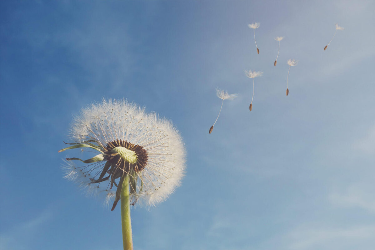 Dandelion with flying dandelion seeds