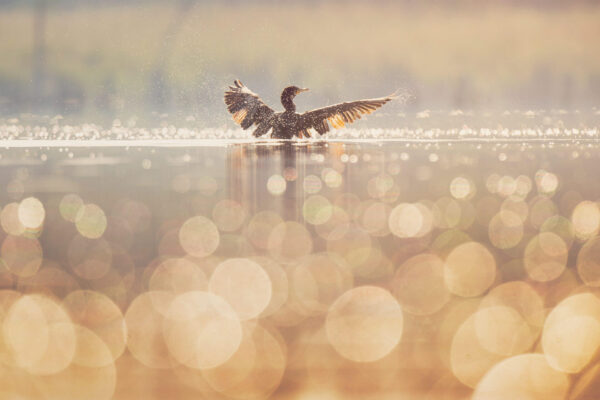 Water bird with spread wings shortly after landing