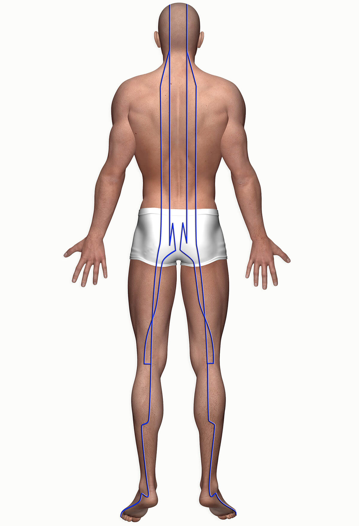 Diagramma del meridiano della vescica