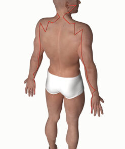 Graphic of the meridian course small intestine