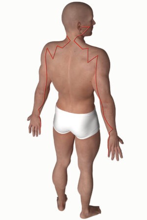 Graphic of the meridian course small intestine