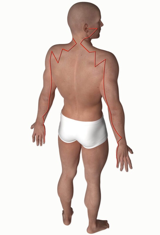 Graphique du trajet du méridien de l'intestin grêle