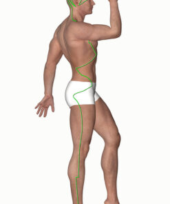 Graphic of the gallbladder meridian course