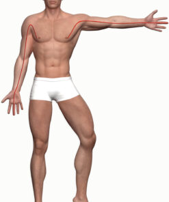 Graphic of the pericardium meridian course