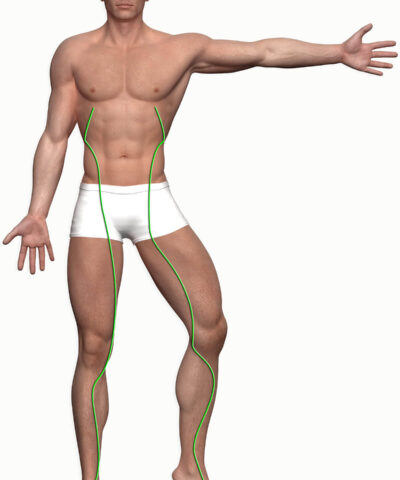 Graphic of the meridian course liver