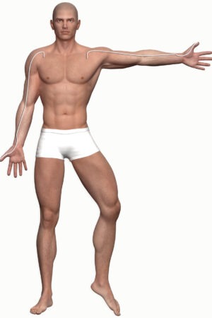 Graphic of the meridian course lung