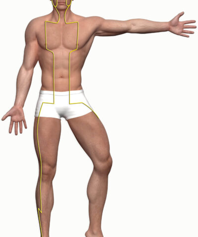 Grafik zum Meridian Verlauf Magen