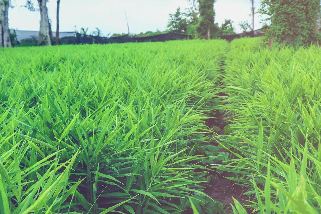Mélanges d'herbes TCM de qualité TOP Culture contrôlée des herbes de la MTC, champ avec gingembre