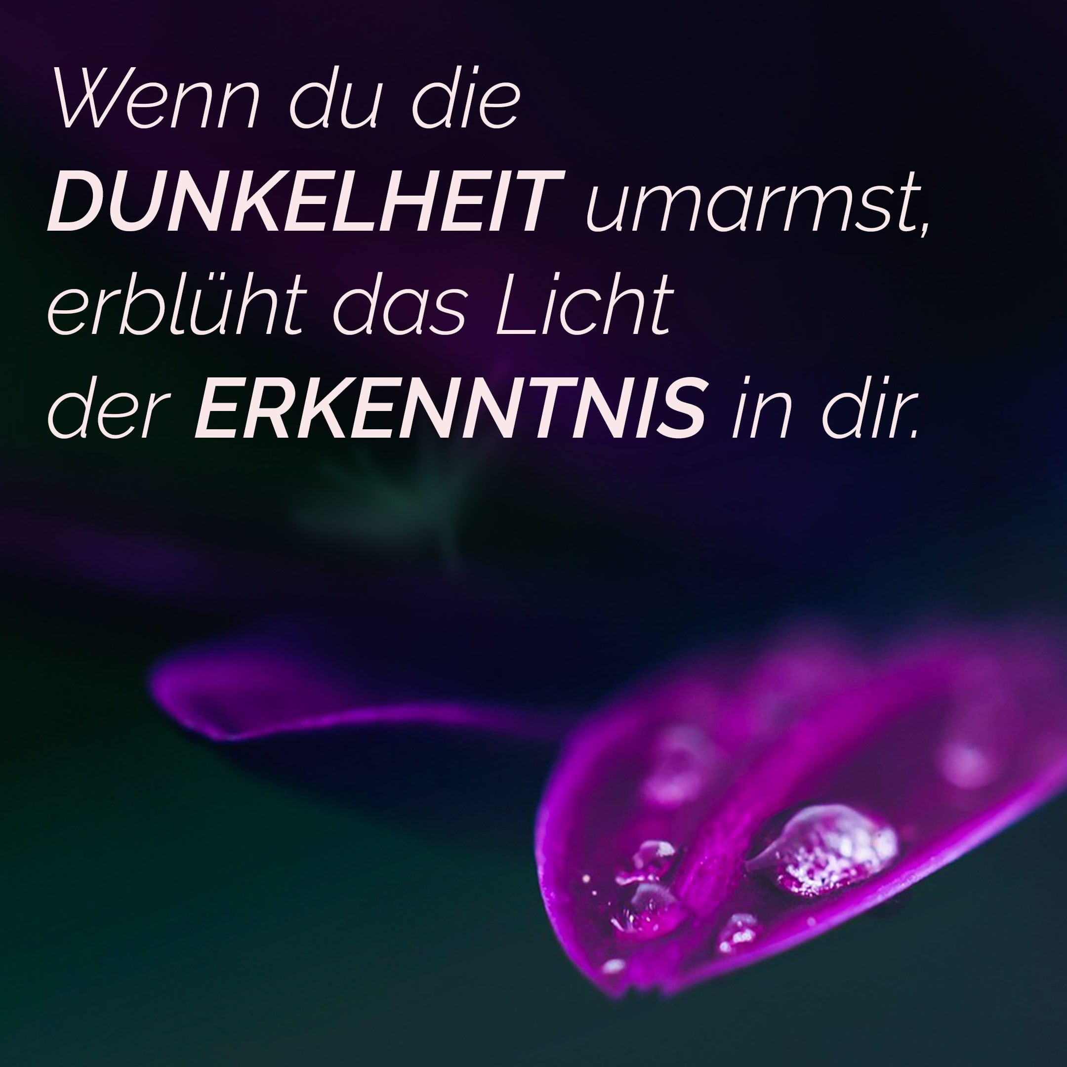 Quand tu embrasses l'obscurité, la lumière de la connaissance s'épanouit en toi.