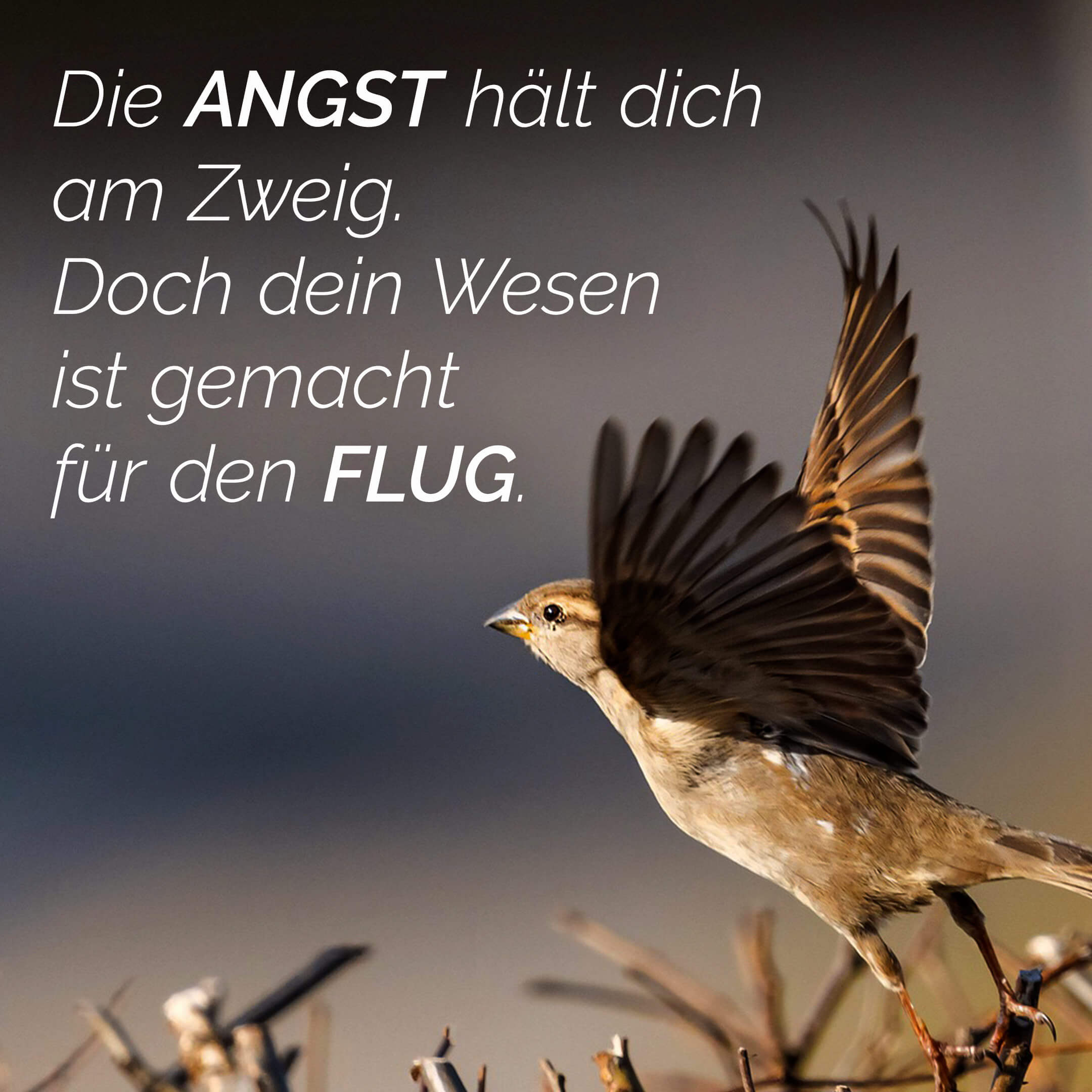 Fear keeps you on the branch. But your nature is made for flight.