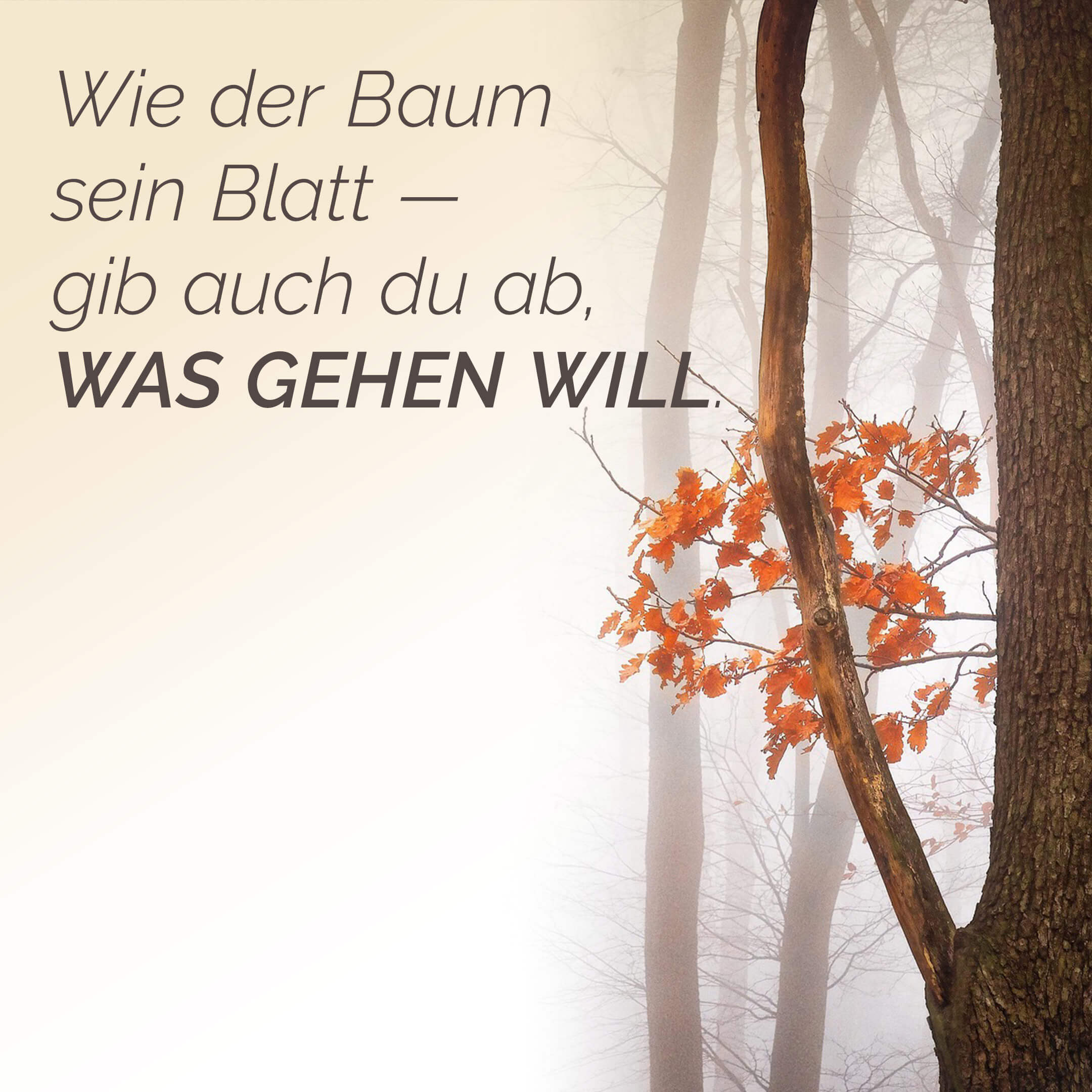 Like the tree gives up its leaves - you too give up what wants to go.