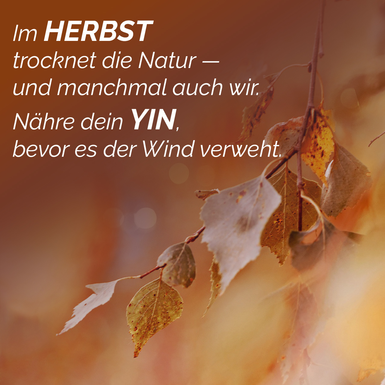 En automne, la nature se dessèche - et parfois nous aussi. Nourris ton yin avant que le vent ne l'emporte.