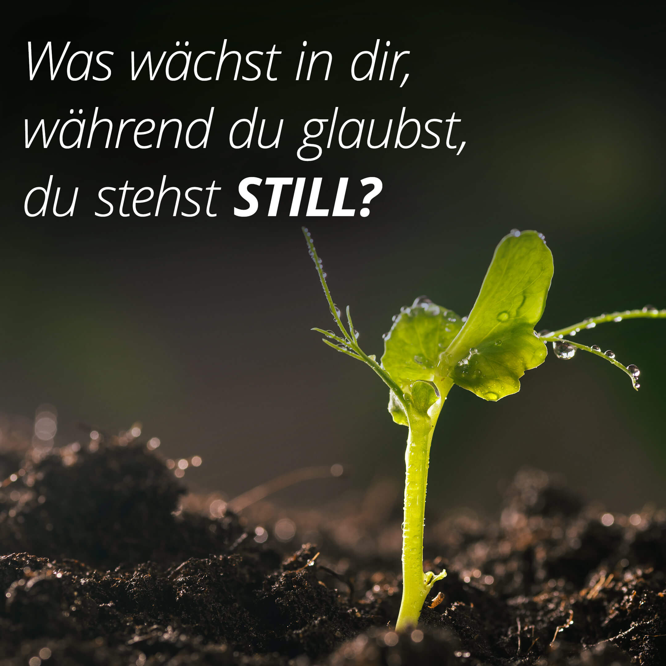 Was wächst in dir, während du glaubst, du stehst still?