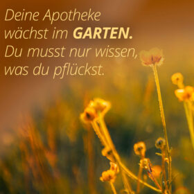 Deine Apotheke wächst im Garten. Du musst nur wissen, was du pflückst.