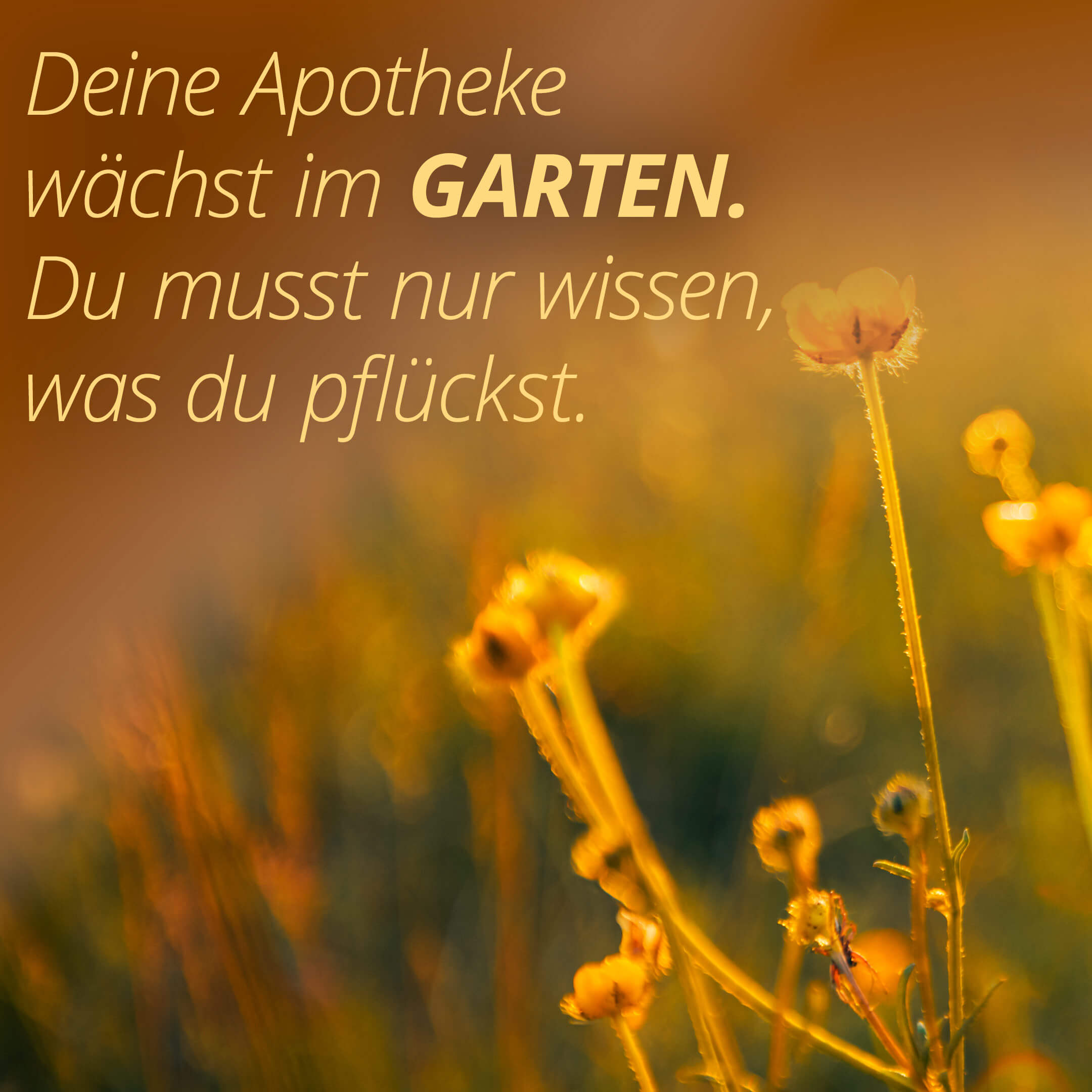 Deine Apotheke wächst im Garten. Du musst nur wissen, was du pflückst.