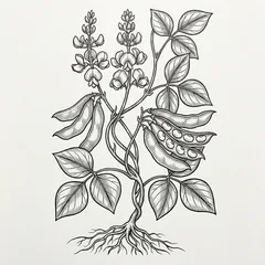 Illustration: Bai Bian Dou