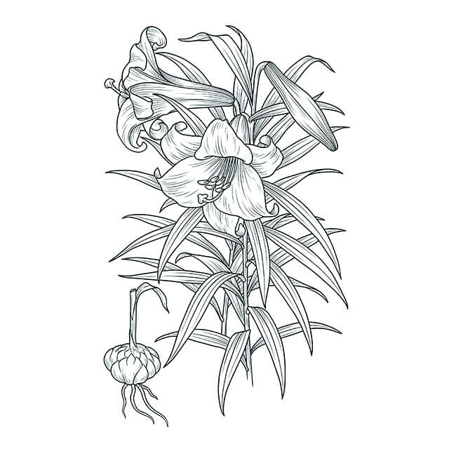 Illustration: Bai He