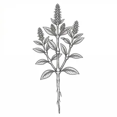 Illustration: Chuan Niu Xi