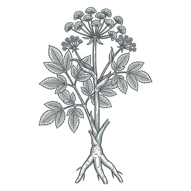 Illustration: Dang Gui