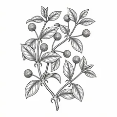 Illustration: Gou Teng