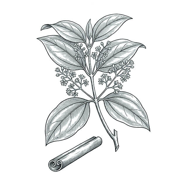 Illustration: Gui Zhi