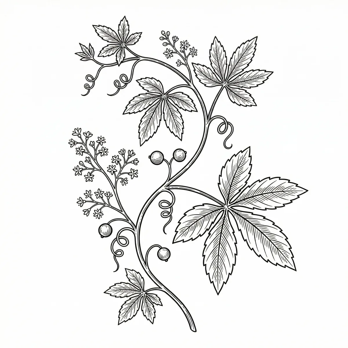 Illustration: Gynostemma