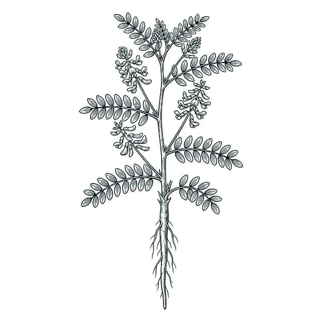 Illustration: Huang Qi