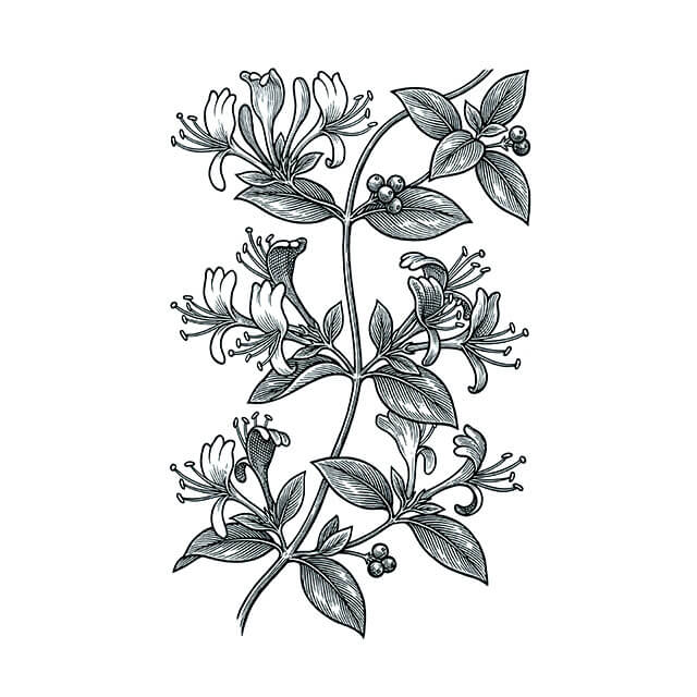 Illustration: Jin Yin Hua