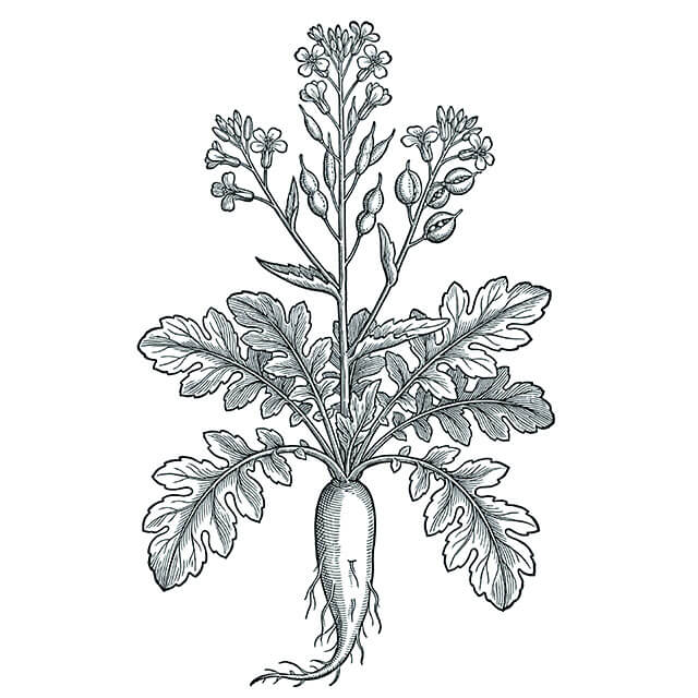 Illustration: Lai Fu Zi