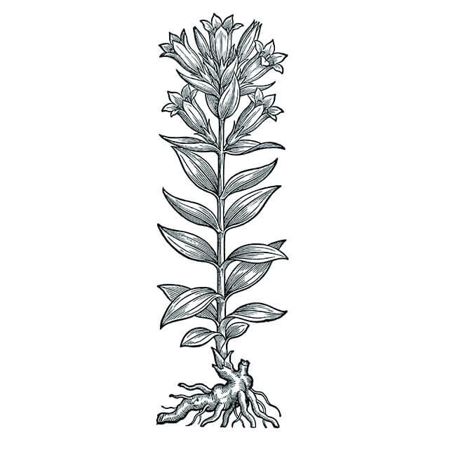 Illustration: Long Dan Cao