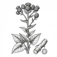 Illustration: Mu Xiang