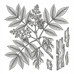 Illustration: Qin Pi