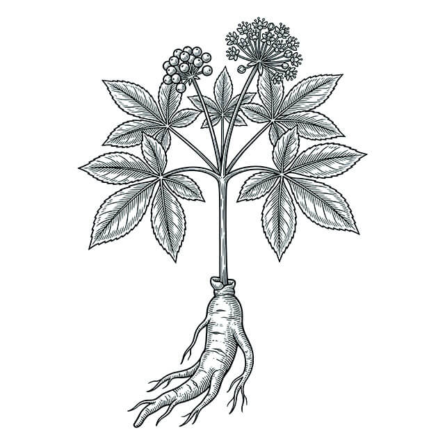 Illustration: Ren Shen