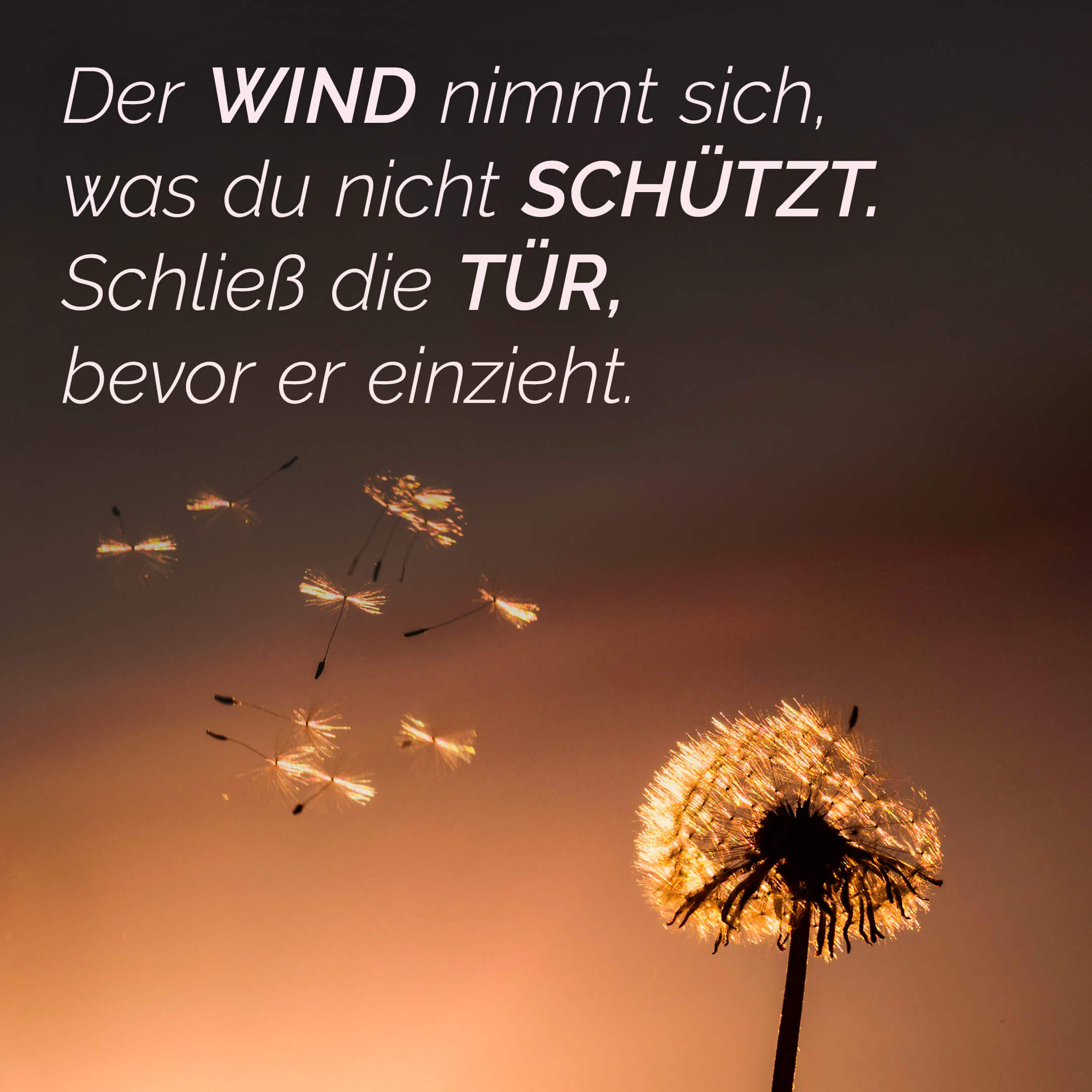 Der Wind nimmt sich, was du nicht schützt. Schließ die Tür, bevor er einzieht.