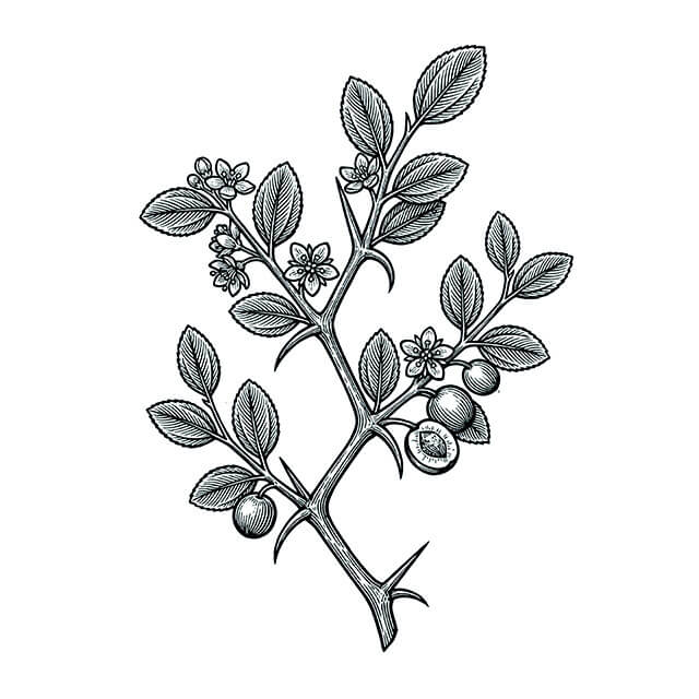 Illustration: Suan Zao Ren