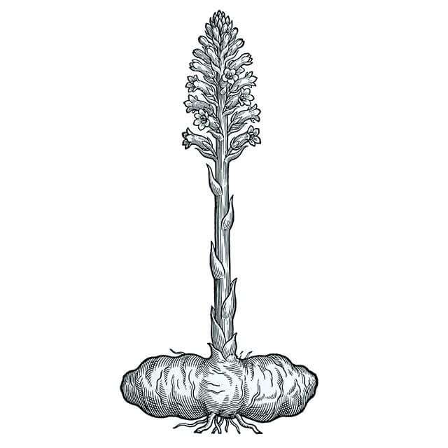 Illustration: Tian Ma