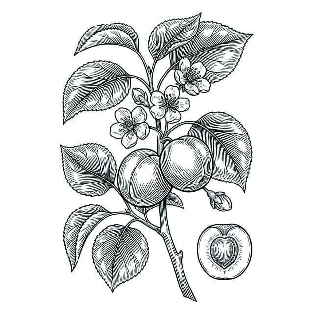 Illustration: Xing Ren