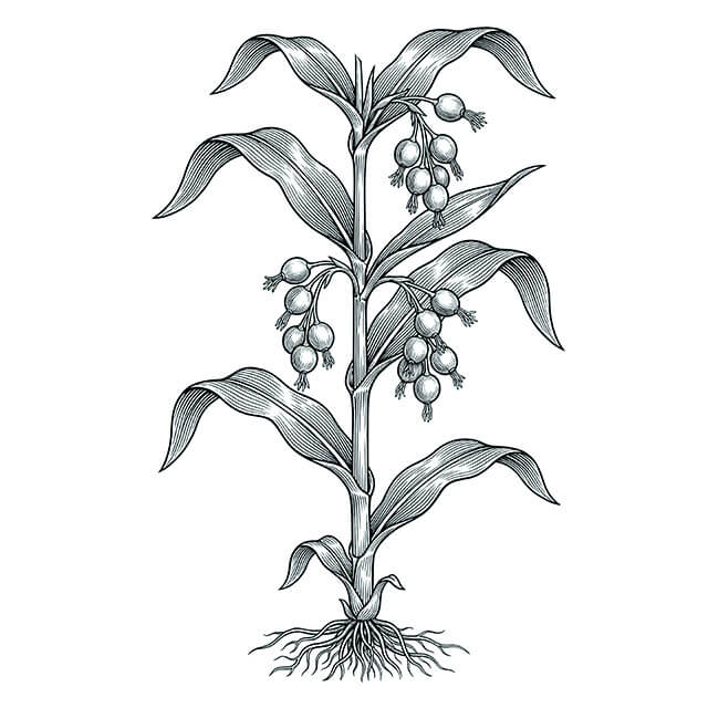 Illustration: Yi Yi Ren