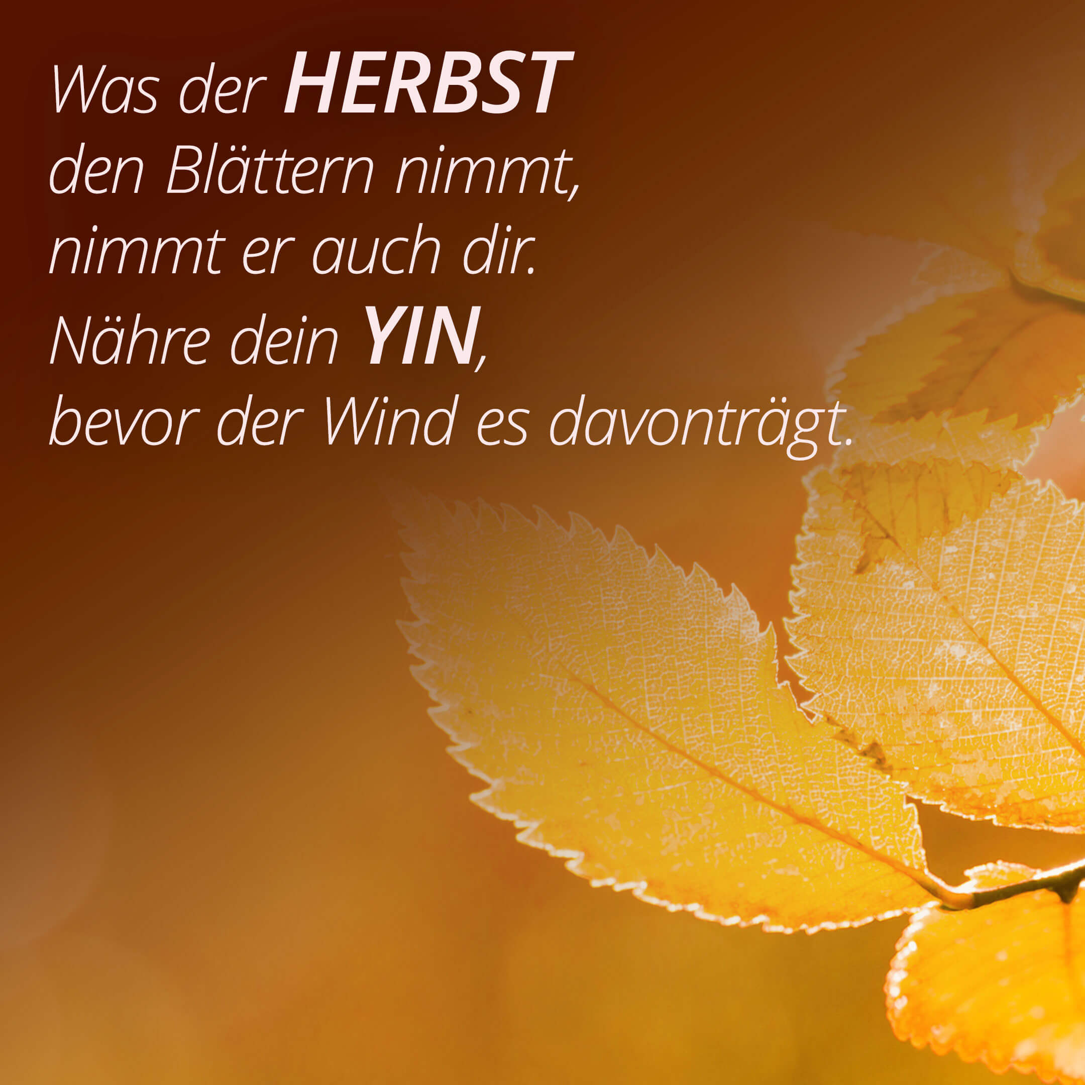 Was der Herbst den Blättern nimmt, nimmt er auch dir. Nähre dein Yin, bevor der Wind es davonträgt.